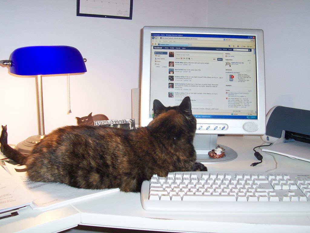 cat using facebook