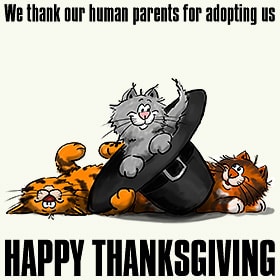 design_thanksgiving_cats_wh