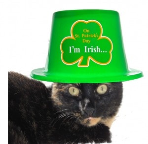 St. Patrick's Day cat