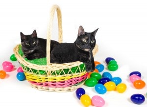 Happy Easter from The Conscious Cat