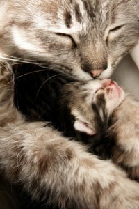 mother cat hugging her baby
