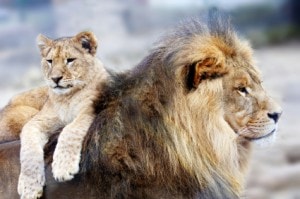 Lion father and lion cub