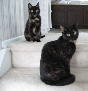 Allegra and Ruby on the stairs