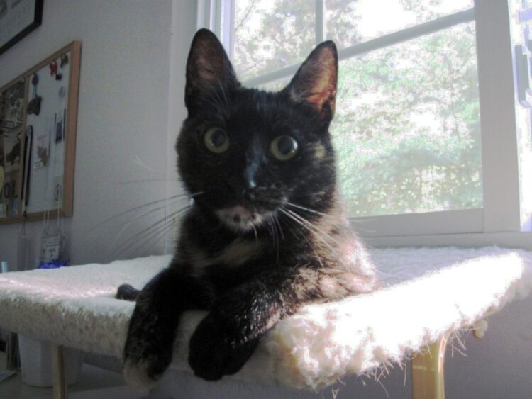 Ruby adjusted kitten cat on window perch