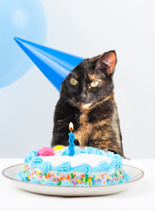 cat wearing party hat with birthday cake