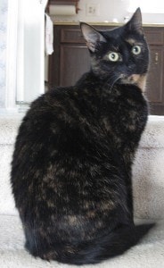tortoiseshell cat on stairs