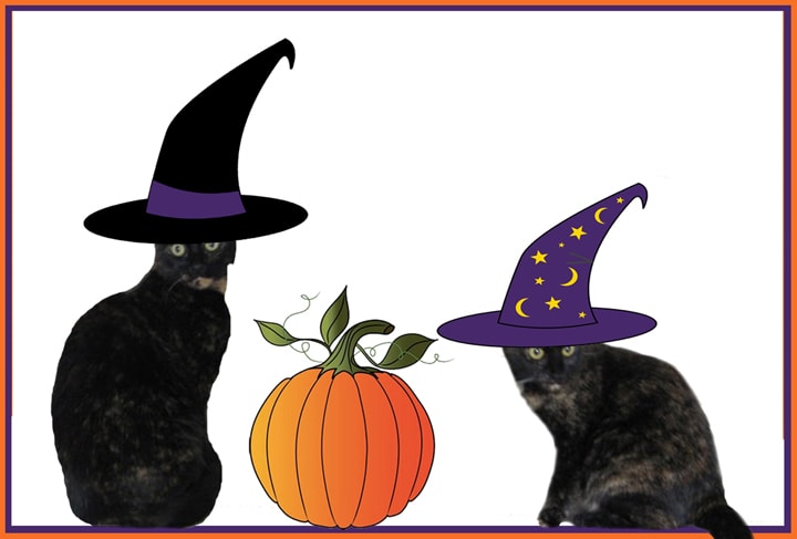 Halloween cats witches pumpkin