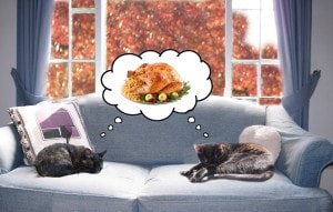 Thanksgiving cats turkey cute