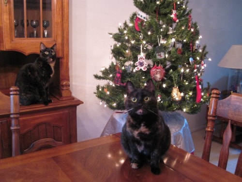 cats-christmas-tree-Santa