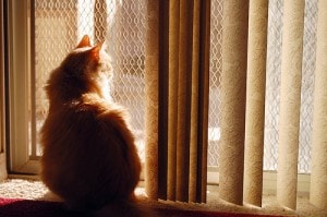 cat-at-window