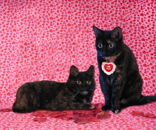 Valentines-Day-cats-cute