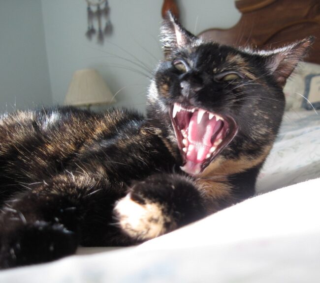 vampire cat teeth yawn