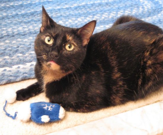 tortoiseshell-cat-catnip-toy