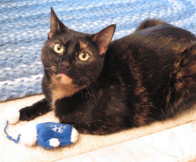 tortoiseshell cat with catnip toy