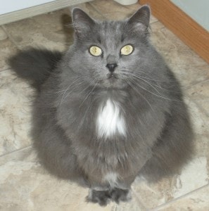 grey-long-haired-cat