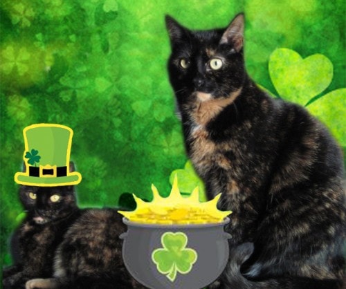St. Patrick's Day cats