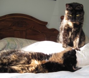 tortoiseshell cats on bed