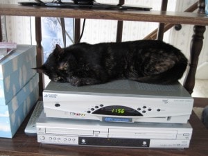 cat_sleeping_on_cable_box
