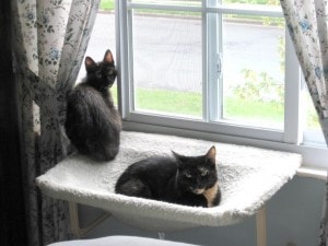 Ruby and Allegra on the window perch