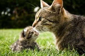 mother_cat_with_kitten