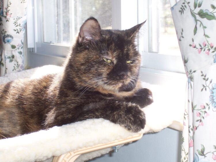 senior_cat_on_window_perch