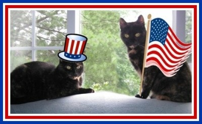 4th_of_July_cats