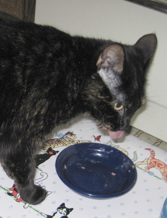 cat_eating_bowl
