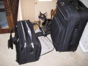 cat_with_ suitcase