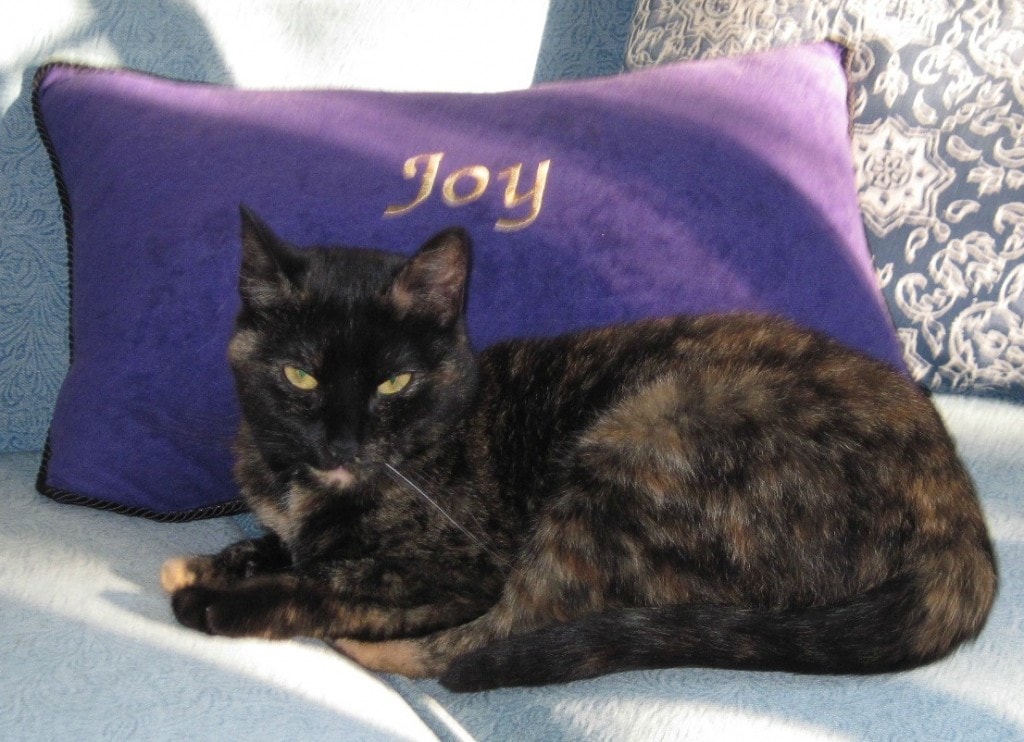 cat_joy_pillow_cute
