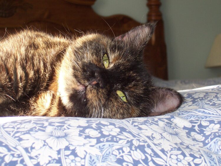 Reiki_cat