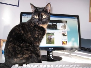 cat_computer_desk