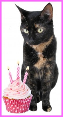 birthday_cat_cupcake
