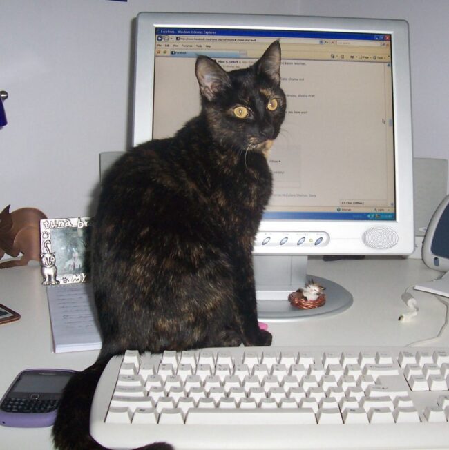 kitten_computer