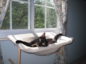 cat_window_seat