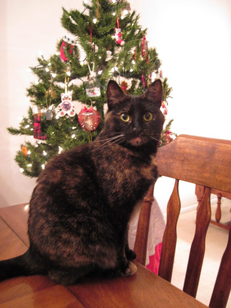 cat_and_christmas_tree