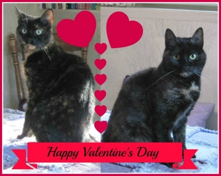 Valentine's Day 2013 with border