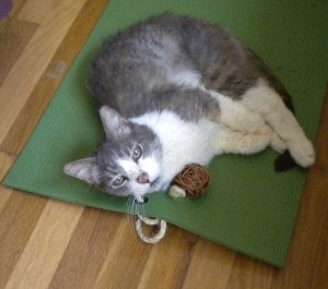 cat_on_yoga_mat