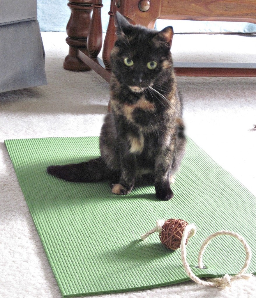 cat_yoga