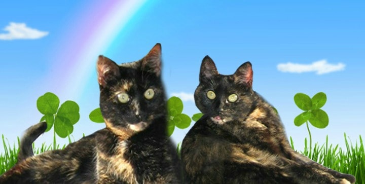 St._Patrick's_Day_cats