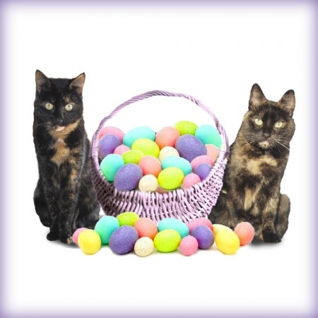 cats_with_Easter_basket