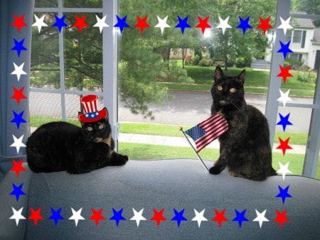 4th_of_july_cats