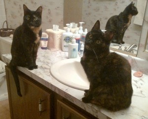 cats_and_sinks