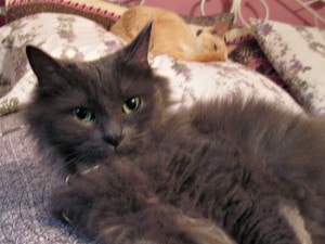 grey_longhaired_cat