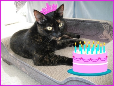 cat_with_birthday_cake