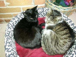 two_cats_in_catbed