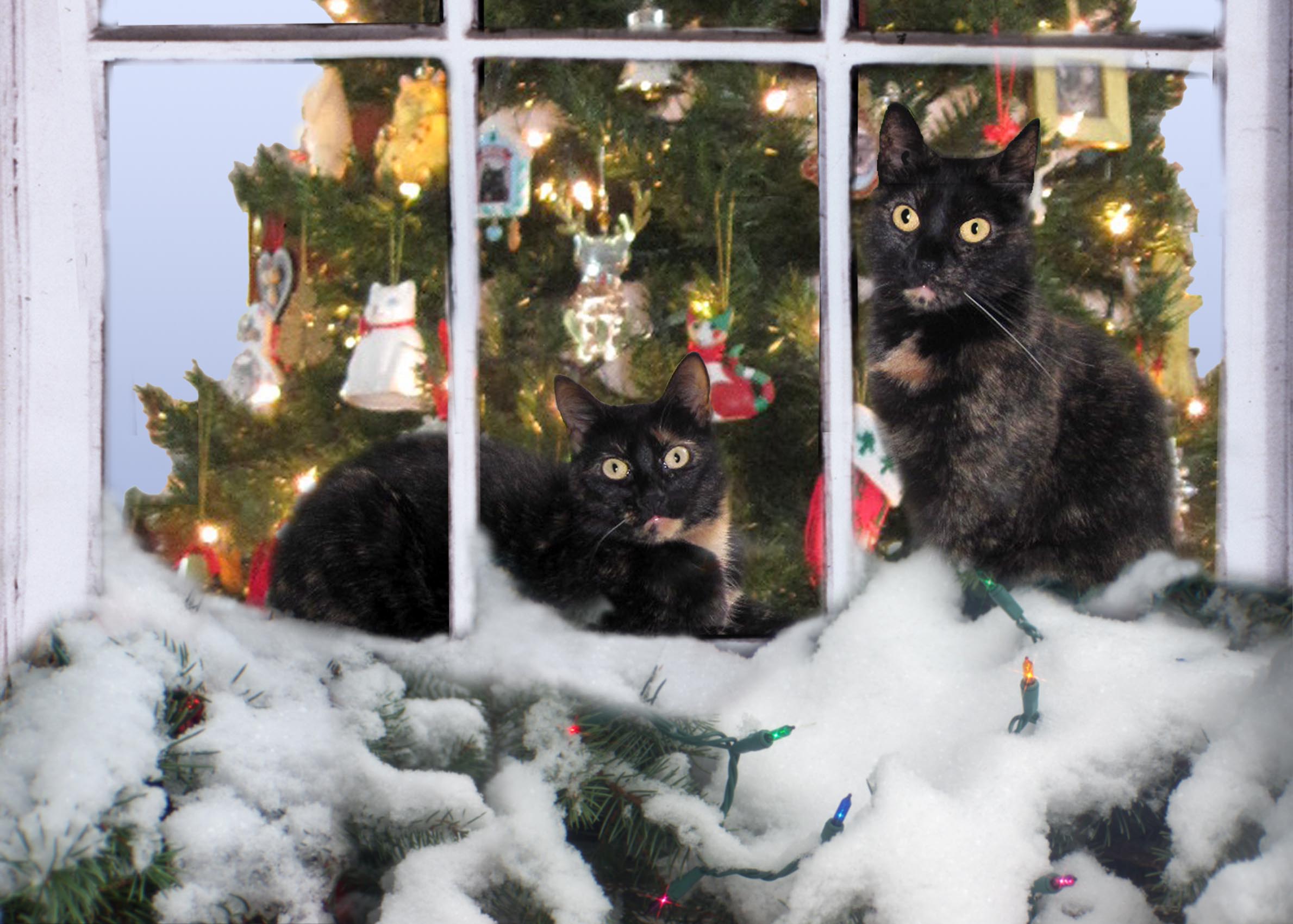 Christmas_cats