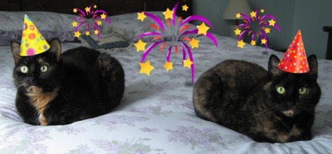 Happy_New_Year_cats