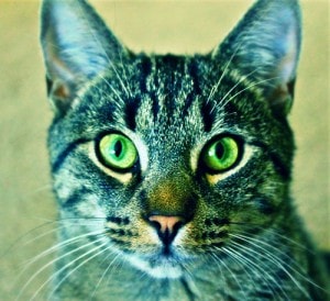 green-eyed-cat