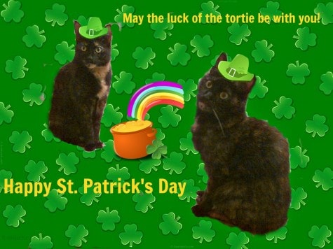 St_Patrick's_Day_cats