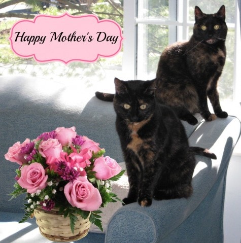 Mother's_Day_cats